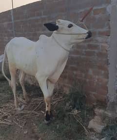 kheera