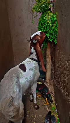 pat Bakri for sale