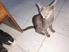Russian blue yound and active