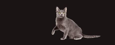 Korat