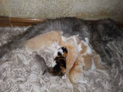 triple coat persian babies 16000 eatch