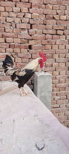 Roster Hens