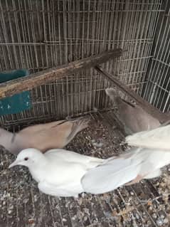 Khumray/Dove