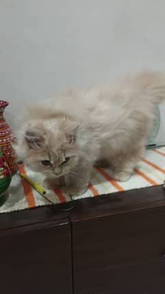 3 ½ months persian male fawn.