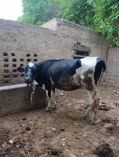 frizean cow