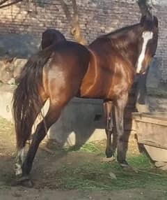 Male Horse 63+