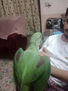 Perrot