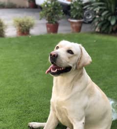 Pedigreed Labrador Stud Service