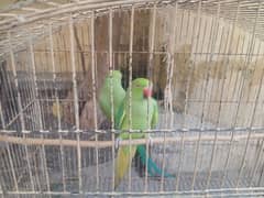 Pair = 6000