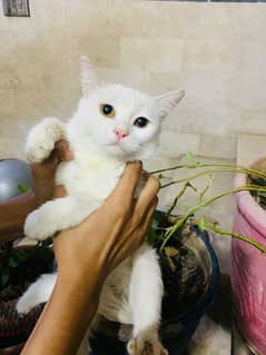 Full white Persian cat for sale