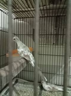 Red Paid Dove