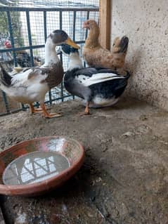 Selling ducks video available