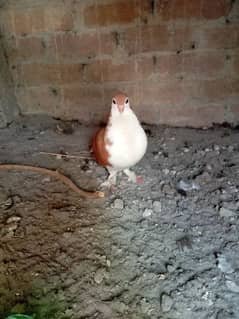 lal pigeon