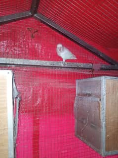 Albino Red and Black Eyes