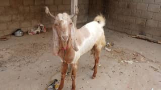 Bakra for sale ready for 2025 Eid ul adha qurbani for pricecall