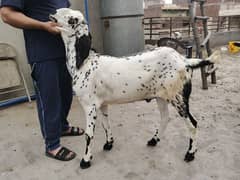 3 Qurbani barkry for sale