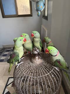 Pahari parrot  6 piece