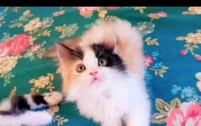Persian cat