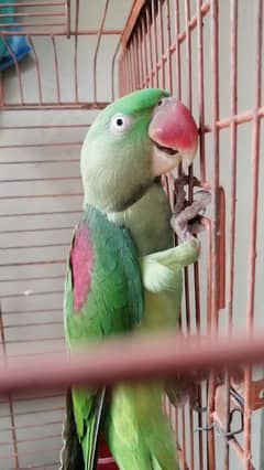 talking