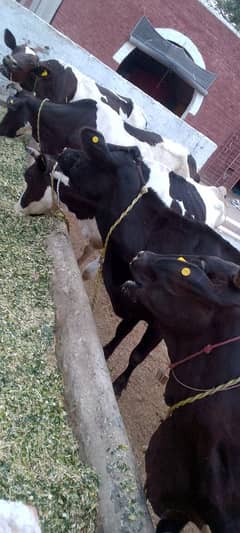 Dairy from work one person required to dairy form one helper