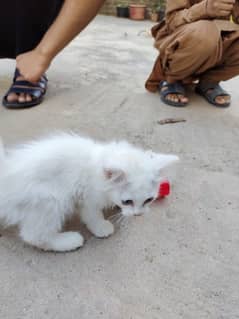 Persian female cat