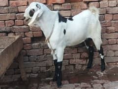 Ablak Bakry/Bakra /Qurbani Bakra/Dumba/chatra/