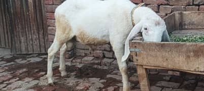 Ablak