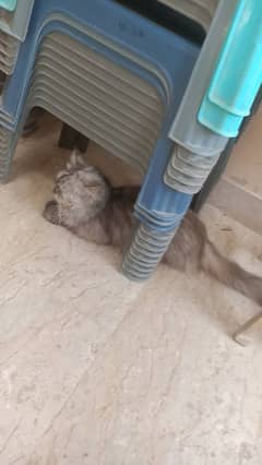 Persian cat for sale