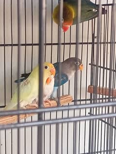 albino red-eye,decino, parblue split ino