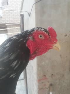 Aseel shamoo pair urgent sale