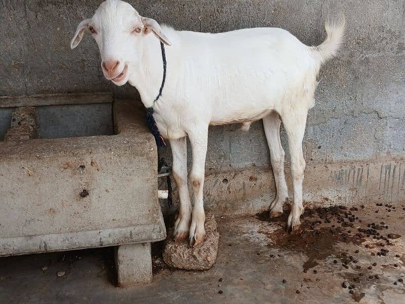 Khassi Bakre available 4 sale ( Qurbani 2025) 7