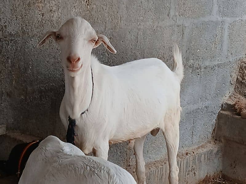 Khassi Bakre available 4 sale ( Qurbani 2025) 9
