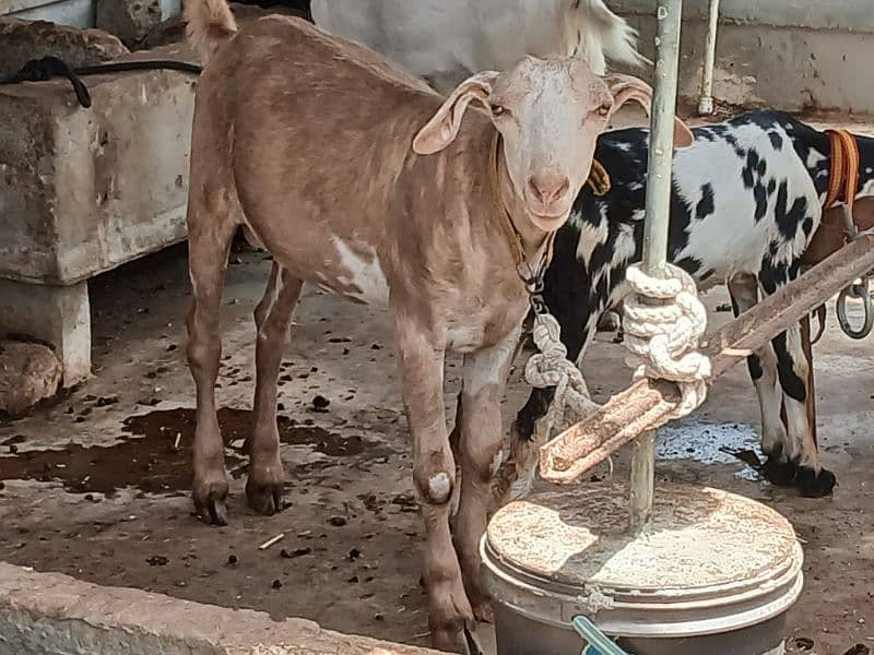 Khassi Bakre available 4 sale ( Qurbani 2025) 10
