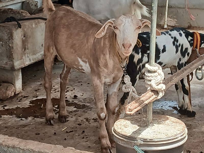 Khassi Bakre available 4 sale ( Qurbani 2025) 11
