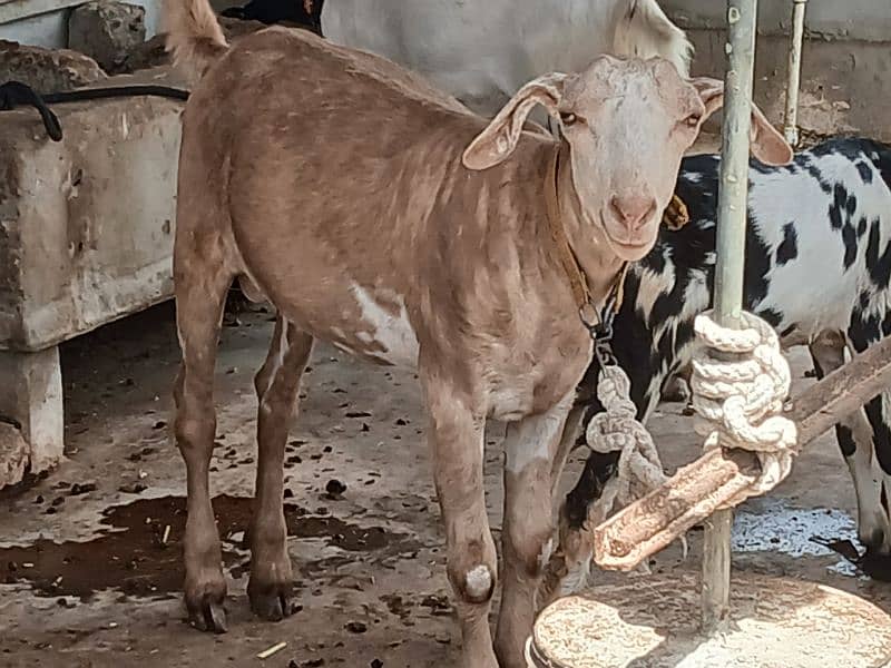 Khassi Bakre available 4 sale ( Qurbani 2025) 12