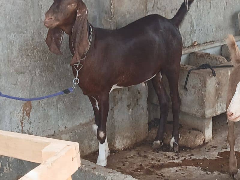 Khassi Bakre available 4 sale ( Qurbani 2025) 13