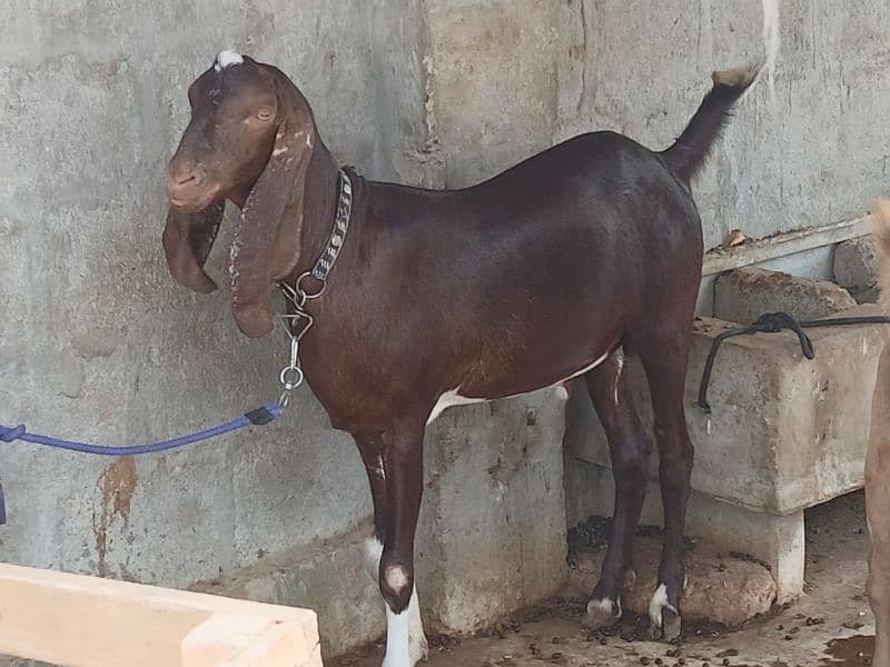 Khassi Bakre available 4 sale ( Qurbani 2025) 14