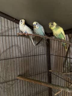 Budgies Family