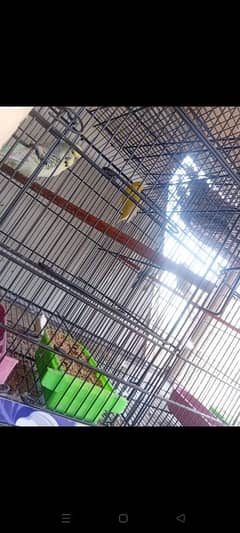 exhibition budgies