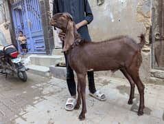 Bakra 2 danth