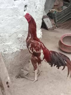 mianwali