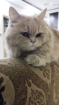 Persian Pair, white male fawn female, 1 year old