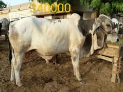 2 daant bachry for sale