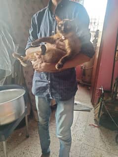 apple had Himalayan 2 females 9 month