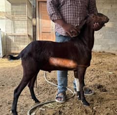 Munda Bakra for sale 2 dant