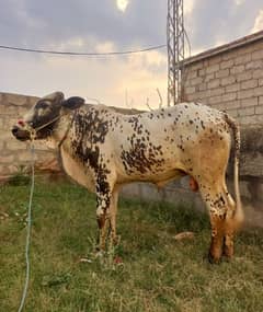 Beautiful desi qurbani vehry for sale