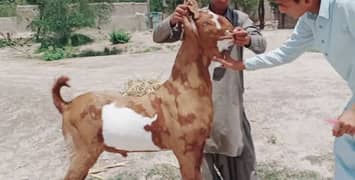 desi Bakra for Sale Call 03444672402