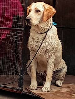 Labrador puppy age 5month vaccination complete