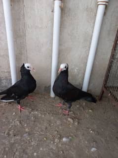 Mukhi pigeons chick's and adult also available