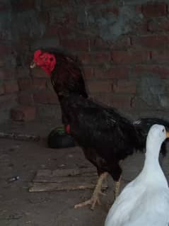 aseel murgha or murgheya for sale 03256365873